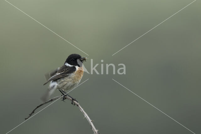 European Stonechat (Saxicola rubicola)