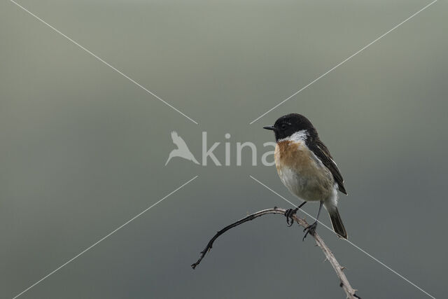 European Stonechat (Saxicola rubicola)