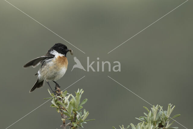 European Stonechat (Saxicola rubicola)