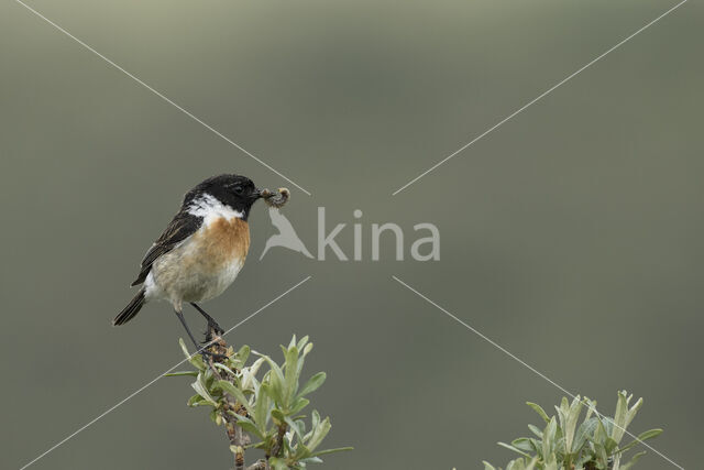 European Stonechat (Saxicola rubicola)