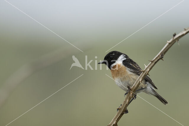 European Stonechat (Saxicola rubicola)