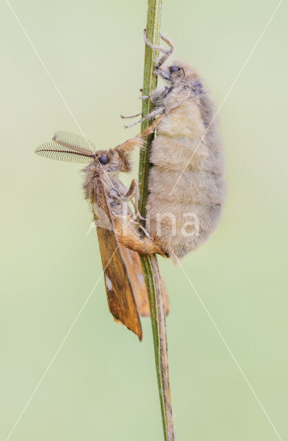 The Vapourer (Orgyia antiqua)