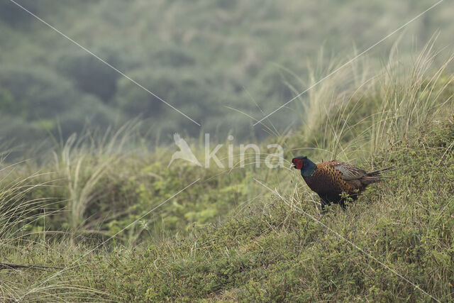 Ring-necked Pheasant (Phasianus colchicus)