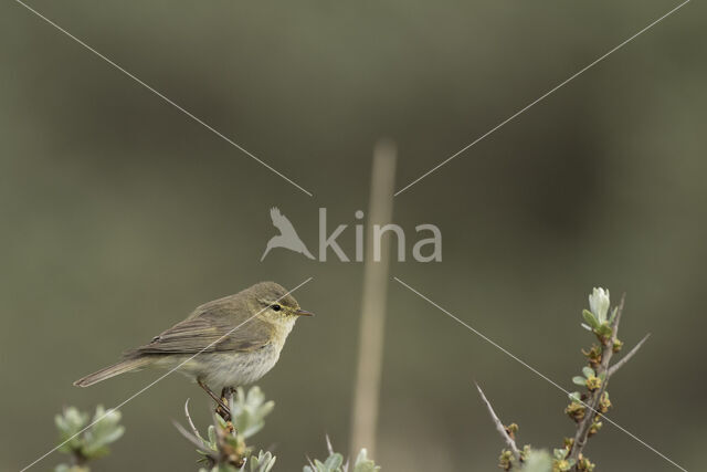 Willow Warbler (Phylloscopus trochilus)