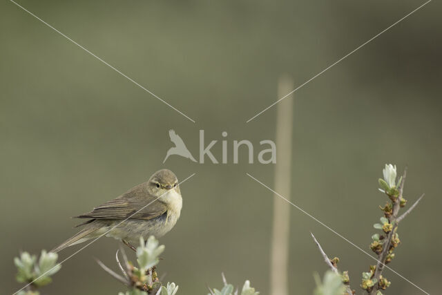 Willow Warbler (Phylloscopus trochilus)