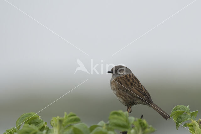 Dunnock