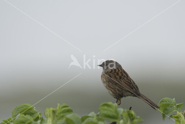 Dunnock