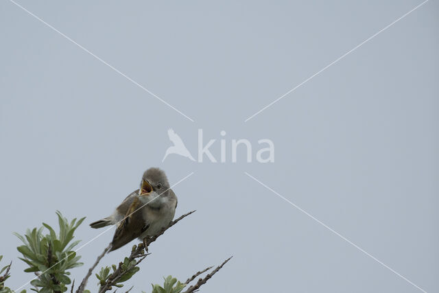 Greater Whitethroat (Sylvia communis)