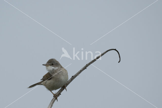 Greater Whitethroat (Sylvia communis)