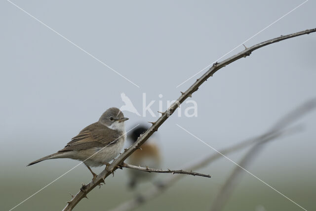 Greater Whitethroat (Sylvia communis)