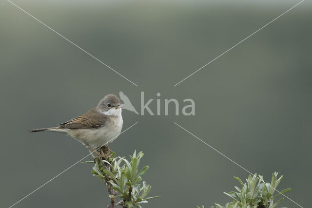 Greater Whitethroat (Sylvia communis)