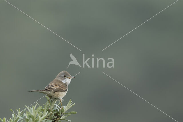 Greater Whitethroat (Sylvia communis)