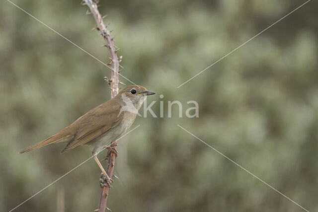 Common Nightingale (Luscinia megarhynchos)