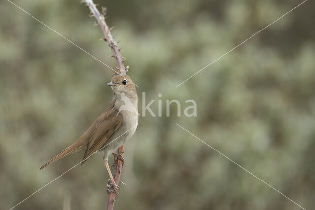 Common Nightingale (Luscinia megarhynchos)