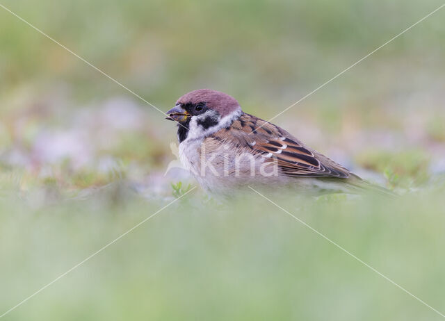 Eurasian Tree Sparrow (Passer montanus)