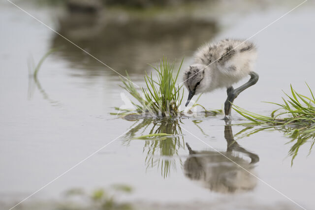 Pied Avocet (Recurvirostra avosetta)