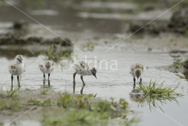 Pied Avocet (Recurvirostra avosetta)