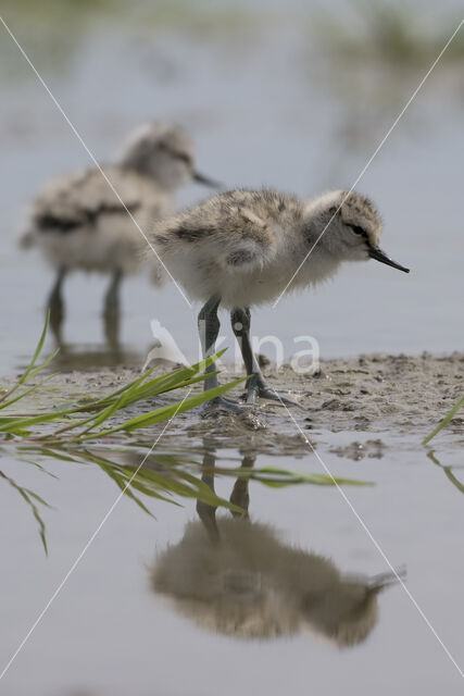 Pied Avocet (Recurvirostra avosetta)