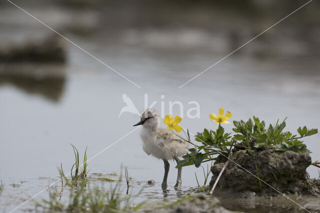 Pied Avocet (Recurvirostra avosetta)