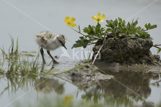 Pied Avocet (Recurvirostra avosetta)