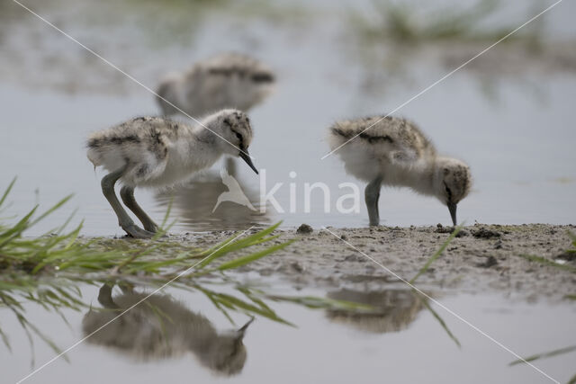 Pied Avocet (Recurvirostra avosetta)