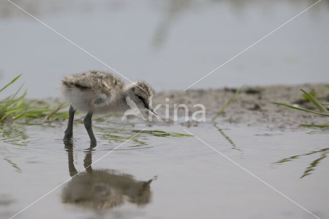 Pied Avocet (Recurvirostra avosetta)