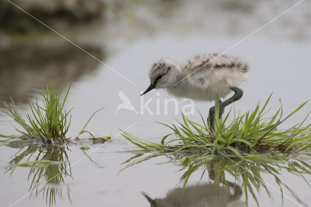 Pied Avocet (Recurvirostra avosetta)