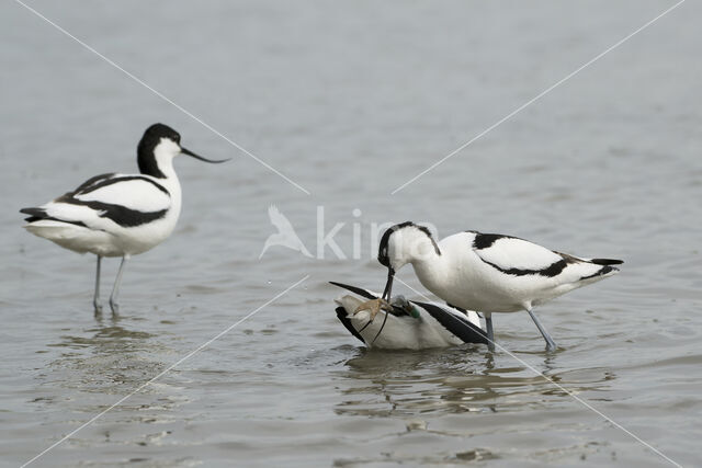 Pied Avocet (Recurvirostra avosetta)