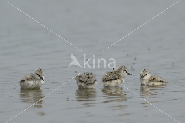 Pied Avocet (Recurvirostra avosetta)