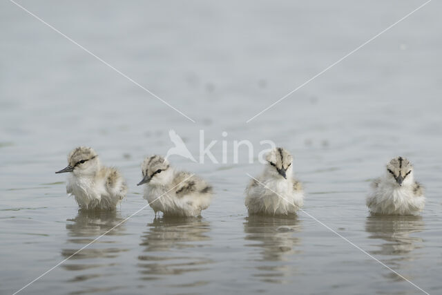 Pied Avocet (Recurvirostra avosetta)