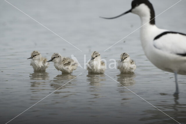 Pied Avocet (Recurvirostra avosetta)