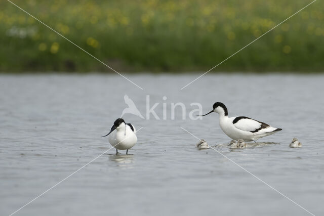 Pied Avocet (Recurvirostra avosetta)