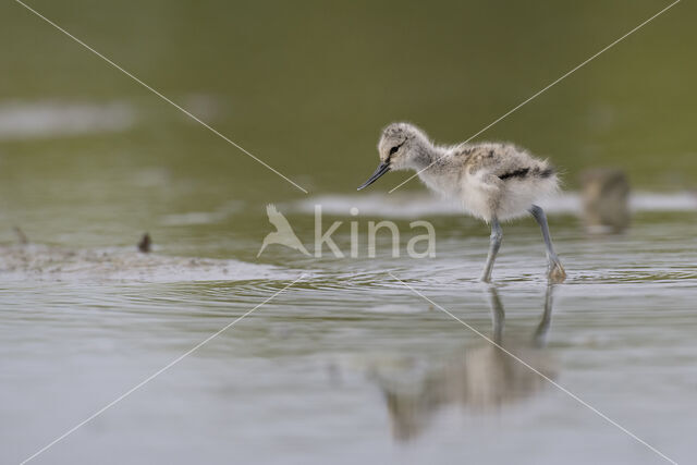 Pied Avocet (Recurvirostra avosetta)