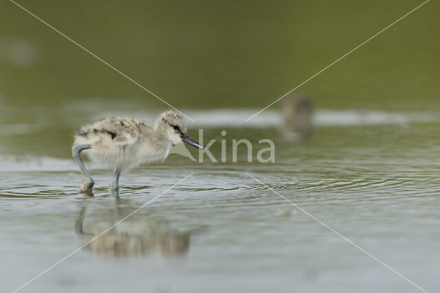 Pied Avocet (Recurvirostra avosetta)