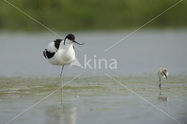 Pied Avocet (Recurvirostra avosetta)