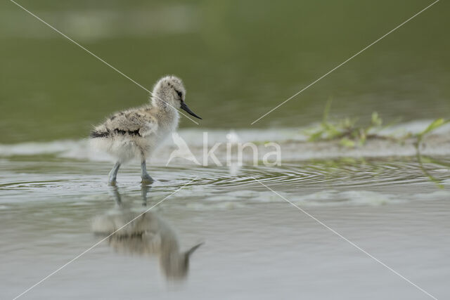 Pied Avocet (Recurvirostra avosetta)