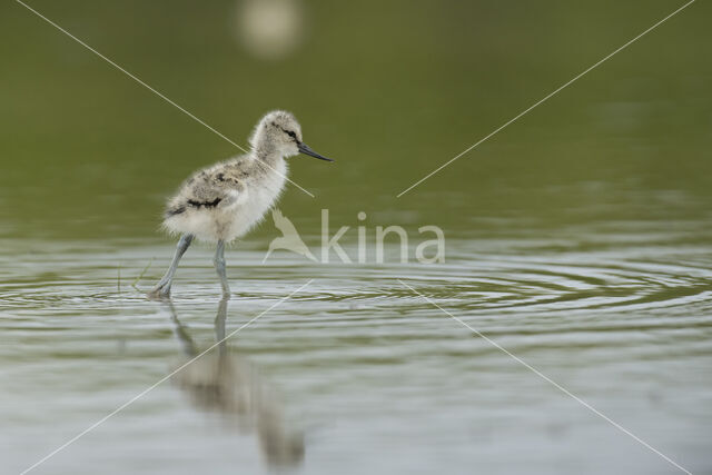 Pied Avocet (Recurvirostra avosetta)