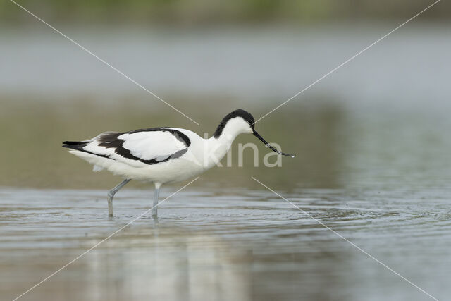 Pied Avocet (Recurvirostra avosetta)