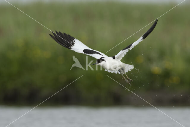 Pied Avocet (Recurvirostra avosetta)