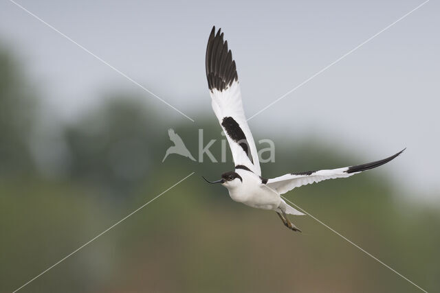 Pied Avocet (Recurvirostra avosetta)