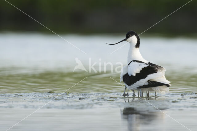 Pied Avocet (Recurvirostra avosetta)