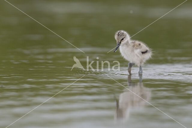 Pied Avocet (Recurvirostra avosetta)