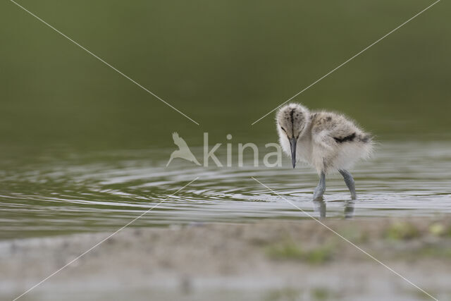 Pied Avocet (Recurvirostra avosetta)