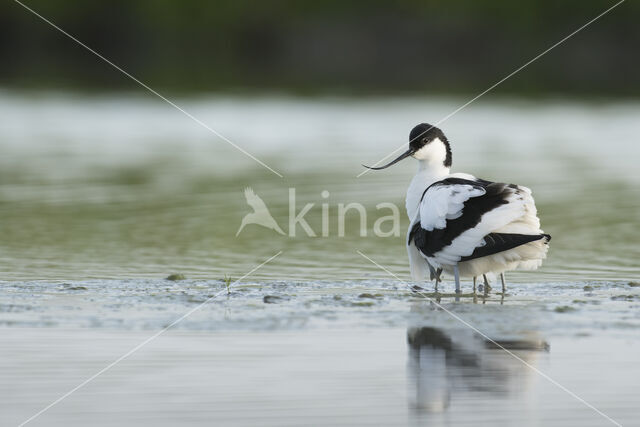 Pied Avocet (Recurvirostra avosetta)