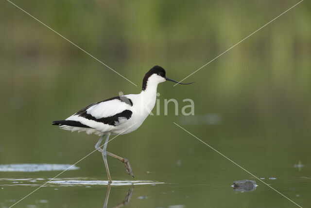 Pied Avocet (Recurvirostra avosetta)