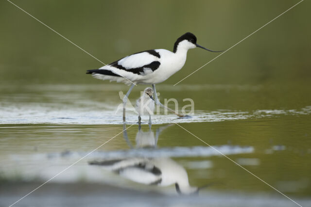 Pied Avocet (Recurvirostra avosetta)