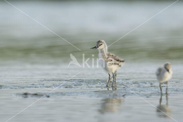 Pied Avocet (Recurvirostra avosetta)