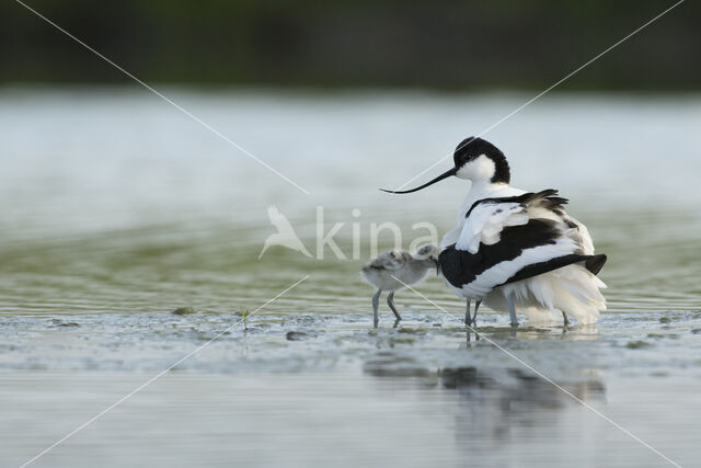 Pied Avocet (Recurvirostra avosetta)