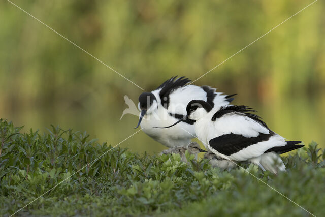 Pied Avocet (Recurvirostra avosetta)