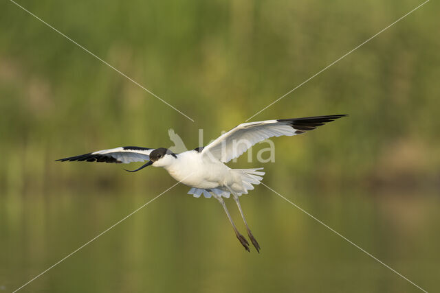 Pied Avocet (Recurvirostra avosetta)